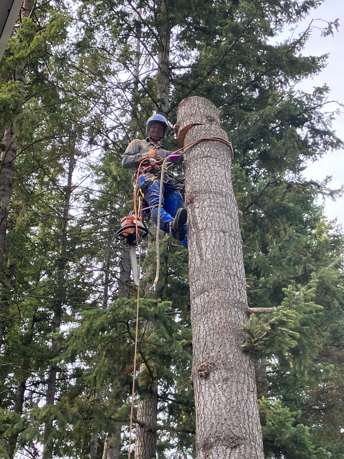 Tree Removal